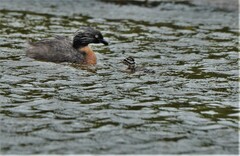 Poliocephalus rufopectus
