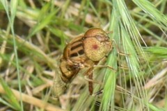 Eristalinus punctulatus