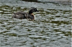 Poliocephalus rufopectus