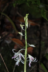 Dipodium squamatum