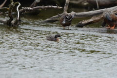Poliocephalus rufopectus