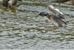 Poliocephalus rufopectus
