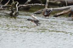 Poliocephalus rufopectus