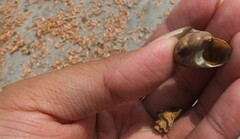 Calliostoma koma
