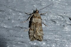 Scoparia tetracycla