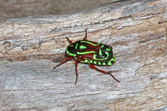 Eupoecila australasiae