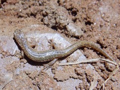 Eurycea guttolineata