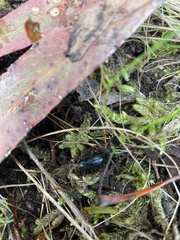 Heteronychus arator