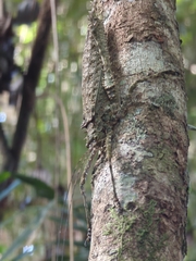 Phricta spinosa
