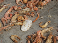 Tellinidae