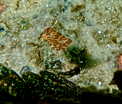 Brachaluteres jacksonianus