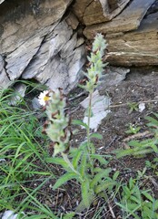 Pedicularis tristis