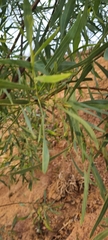 Acacia auriculiformis