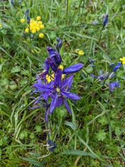 Camassia