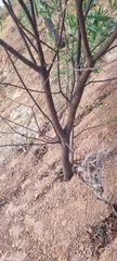 Acacia auriculiformis
