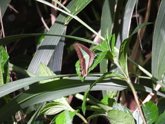 Graphium choredon