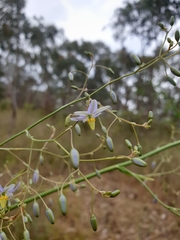 Dianella tarda