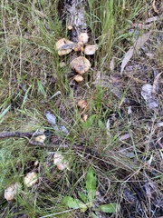 Singerocybe clitocyboides
