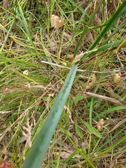 Dianella tarda