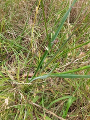 Dianella tarda