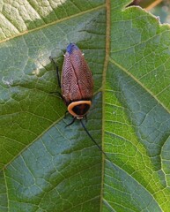 Ellipsidion reticulatum