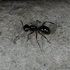 Polyrhachis australis