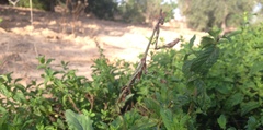 Empusa guttula