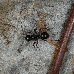 Polyrhachis australis