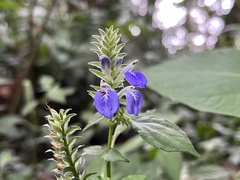 Rungia taiwanensis