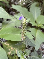 Rungia taiwanensis