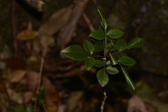 Pandorea jasminoides