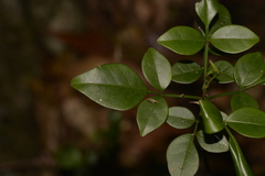 Pandorea jasminoides