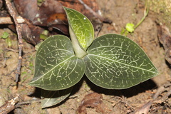 Anoectochilus imitans