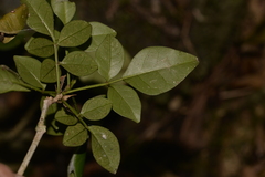 Pandorea jasminoides