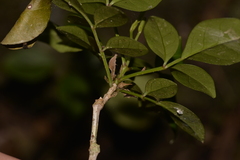 Pandorea jasminoides
