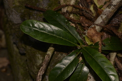 Atractocarpus benthamianus