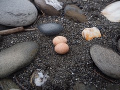 Caprimulgus affinis stictomus