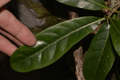 Atractocarpus benthamianus