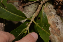 Atractocarpus benthamianus
