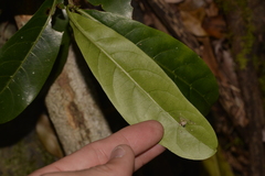 Atractocarpus benthamianus