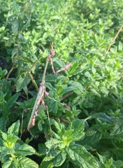 Empusa guttula