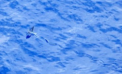 Exocoetidae