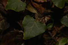 Echinostephia aculeata