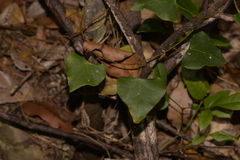 Echinostephia aculeata