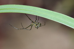 Leucauge