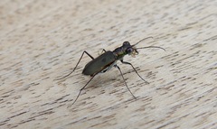 Myriochila semicincta