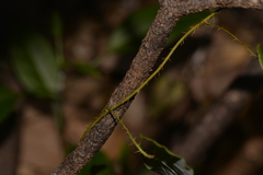 Echinostephia aculeata