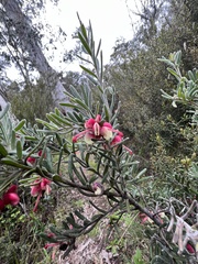 Grevillea lanigera