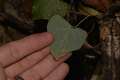 Echinostephia aculeata