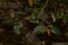 Backhousia leptopetala